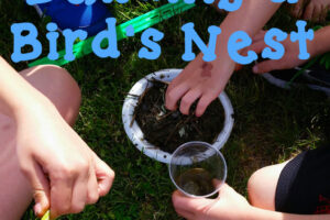 Spring STEM:  Building a Bird Nest