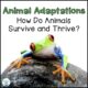 Animal Adaptations:  Five Strategies for Teaching This Important Concept
