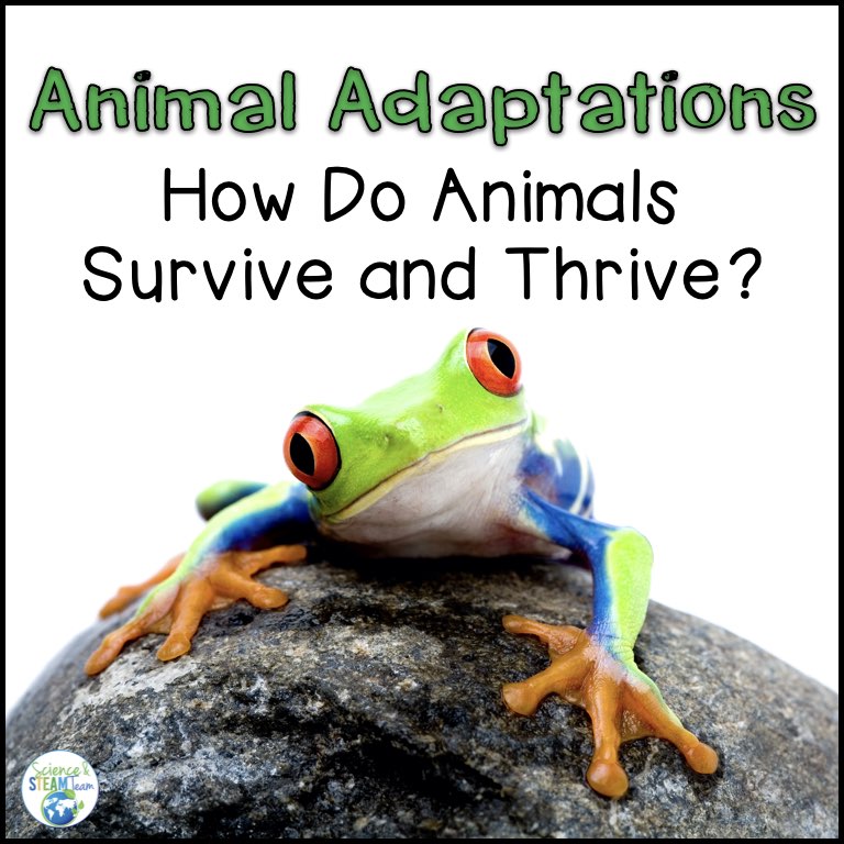 Animal Adaptations: Five Strategies for Teaching This Important