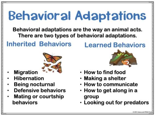 how-do-animals-adapt-to-their-environment-Extract.002 - STEM Activities ...